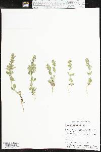 Scutellaria drummondii var. edwardsiana image