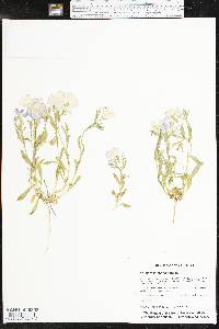 Phlox roemeriana image