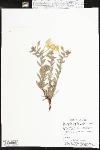 Calylophus hartwegii subsp. pubescens image