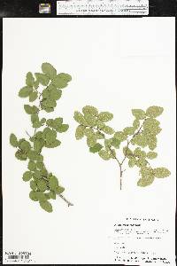 Ulmus crassifolia image