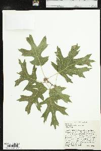 Quercus buckleyi image