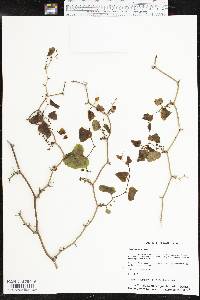 Smilax bona-nox image