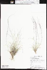 Aristida purpurea var. longiseta image