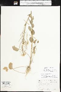 Cardamine bulbosa image