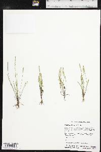 Plantago elongata image