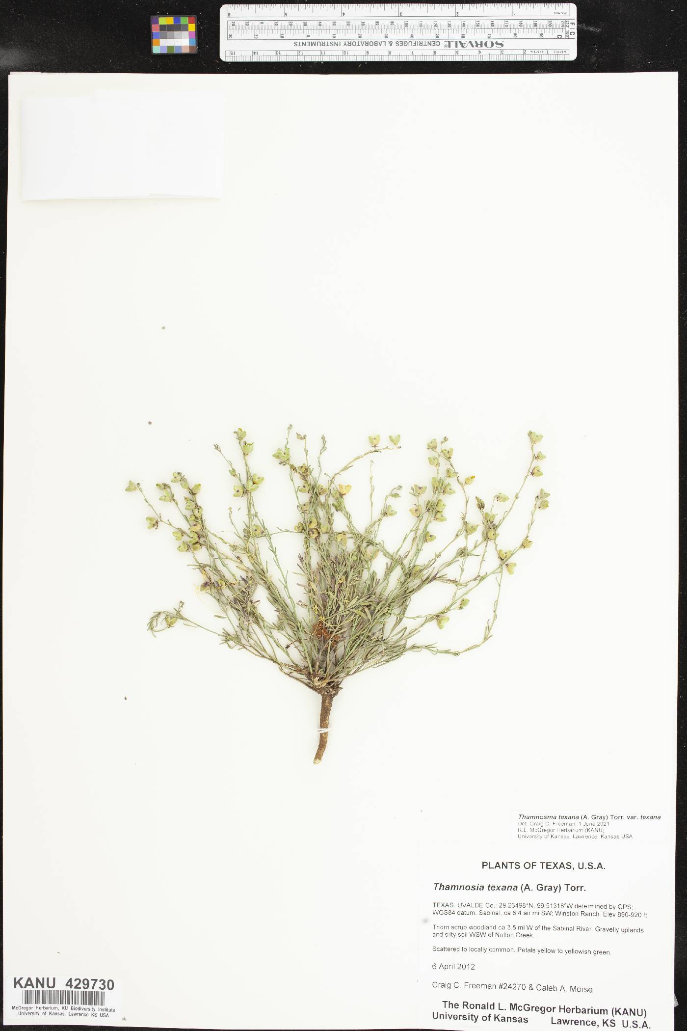 Thamnosma texanum var. texanum image