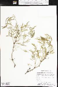 Prosopis glandulosa image