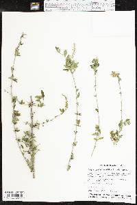 Aloysia gratissima image