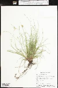 Carex planostachys image