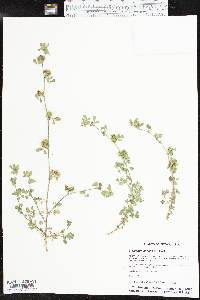 Medicago minima image