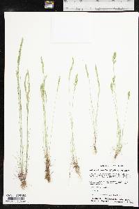 Vulpia octoflora var. octoflora image