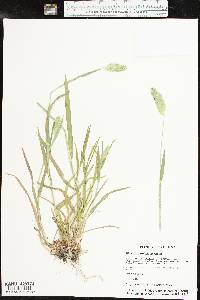 Phalaris caroliniana image