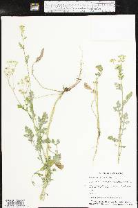 Parthenium confertum image