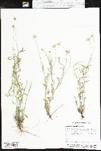 Erigeron modestus image