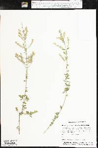 Aloysia gratissima image