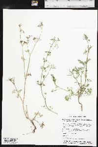 Cyclospermum leptophyllum image