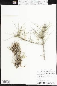 Ephedra antisyphilitica image