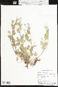 Erodium texanum image