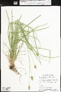 Carex muehlenbergii var. enervis image