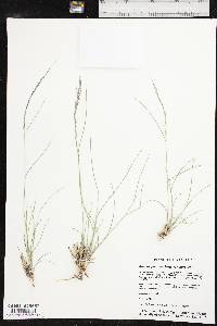 Aristida purpurea var. purpurea image