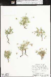 Senna pumilio image