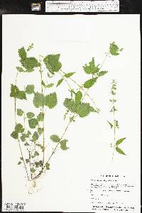 Urtica chamaedryoides image