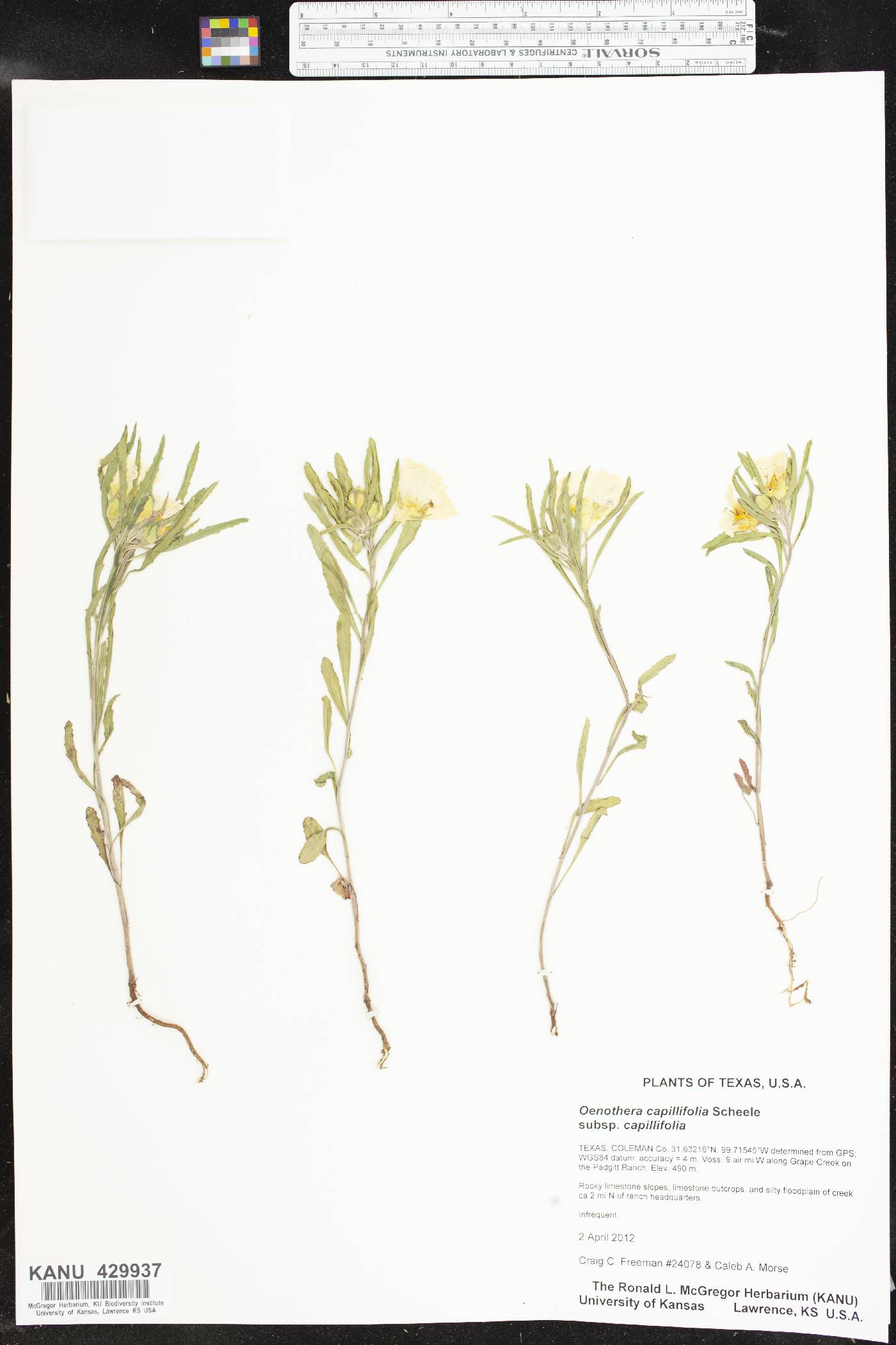 Oenothera capillifolia image