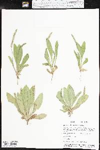 Plantago rhodosperma image