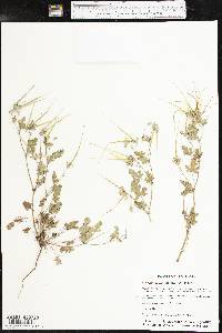 Erodium texanum image