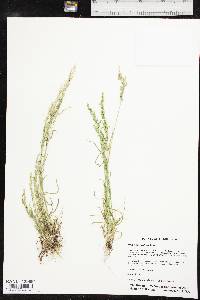 Poa arachnifera image