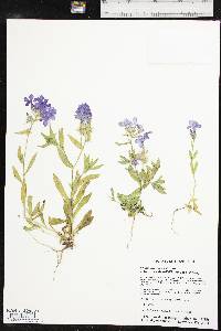 Phlox drummondii subsp. mcallisterii image