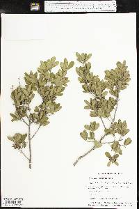 Diospyros texana image