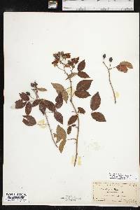 Rosa setigera image