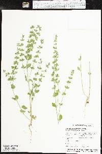 Scutellaria drummondii image