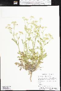 Parthenium confertum image