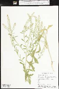 Lepidium austrinum image