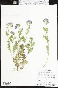 Phacelia patuliflora image