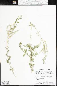 Aloysia gratissima image