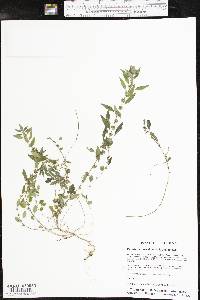 Parietaria pensylvanica image