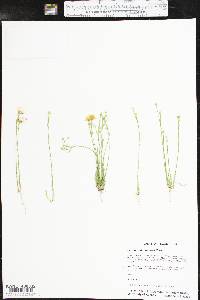 Linum hudsonioides image