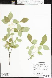 Ptelea trifoliata subsp. trifoliata image