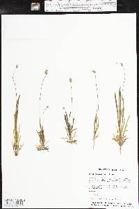 Plantago wrightiana image