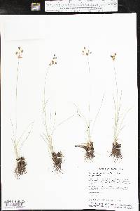 Fimbristylis puberula var. puberula image