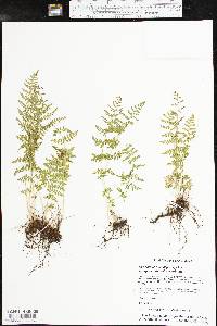 Woodsia obtusa subsp. occidentalis image