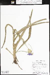 Tradescantia gigantea image