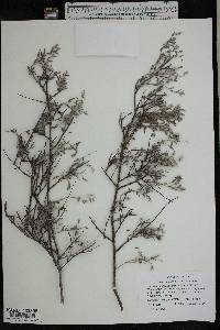 Krameria bicolor image