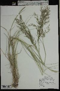 Eragrostis lehmanniana image