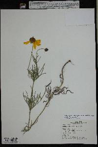 Coreopsis grandiflora image