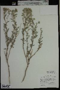 Parthenium incanum image