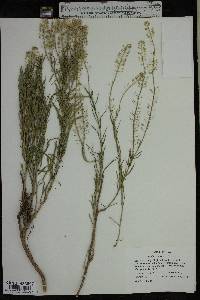 Lepidium alyssoides image